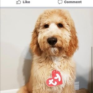 Meet your Posher, Victoria